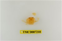 藏品(彭氏黎明蟹)的圖片